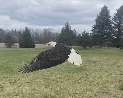 Eagle Release List