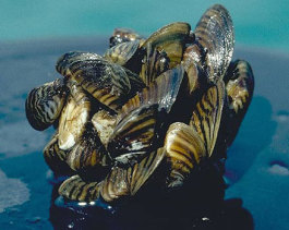 quiz-zebra-mussel-noaa-flickr (1).jpg