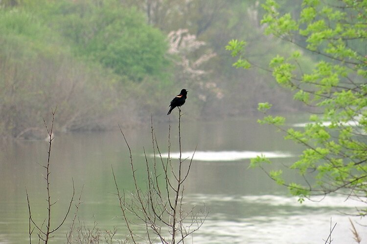 A bird on the water at the Clinton Township Public Services Spillway.