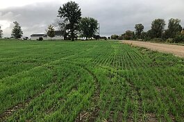 A Michigan farm field planted with a cover crop. Cover crops help control erosion, improve soil fertility, and can improve farmland productivity.
