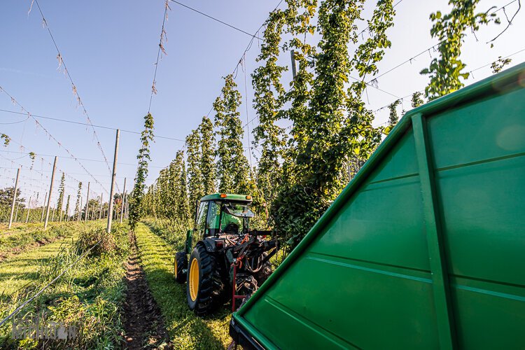 The harvest this season at the Top Hops Farm in Goodrich.