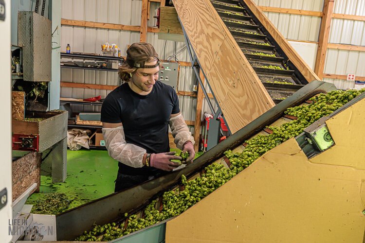 A worker sorts hops at the Top Hops Farm in Goodrich.