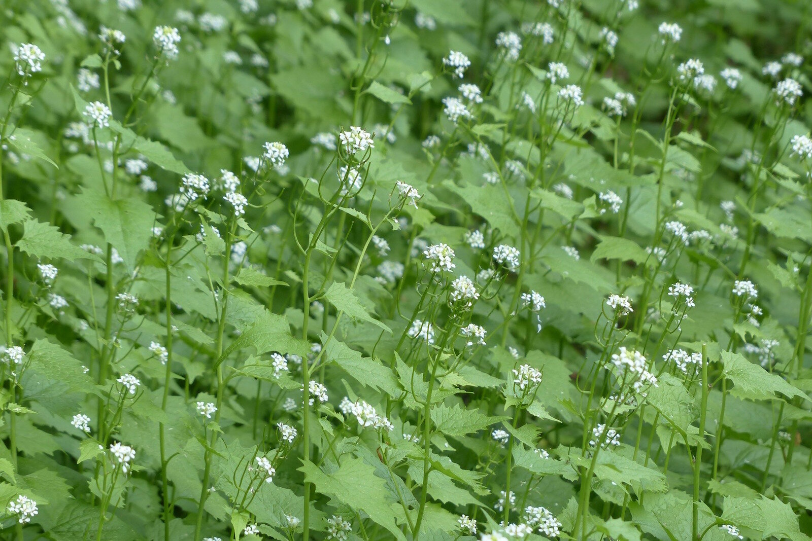 A single garlic mustard plant can produce up to 350 to 7,000 seeds depending on the size of the plant, and these seeds can stay viable in the ground for up to 10 years. 