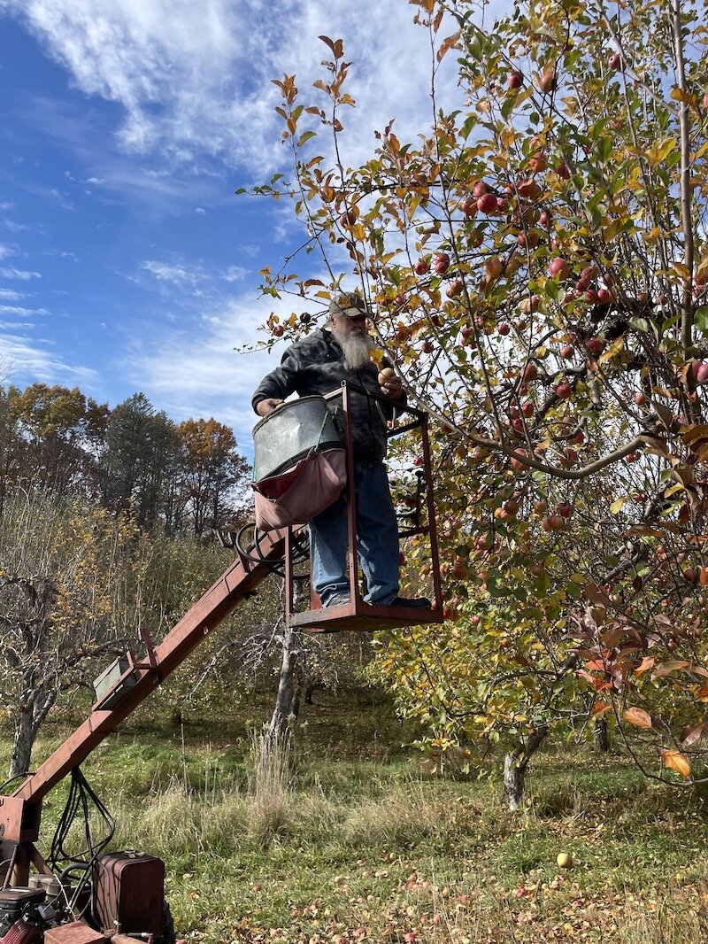 At work at Spirit Springs Farm, a 70-year-old orchard features over 80 heirloom apple varieties.