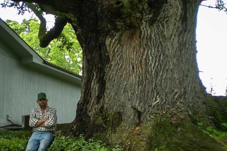 Roberts with what may have been, in 2011, the largest ash in North America, growing in Elk Rapids. Roberts has helped keep it alive in spite of emerald ash borer with injections and treatments for the past eight years.
