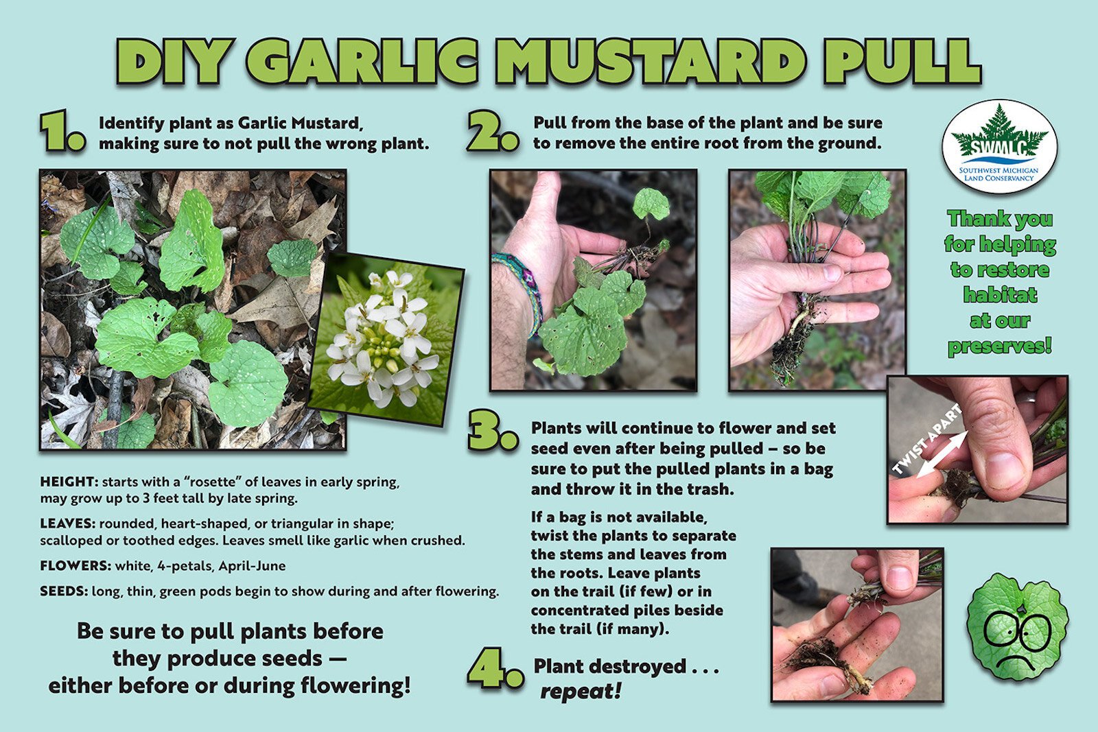 A guide on how to identify and pull garlic mustard weeds.