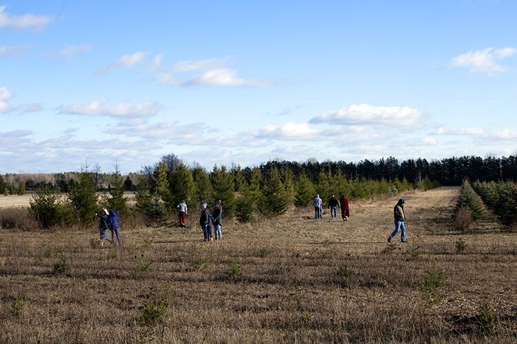 On the first day of the season's opening, visitors explore the field to get their Christmas tree at Centennial Pines Tree Farm.