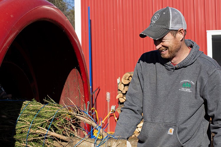 Michael "Mike" Wendling, owner of Centennial Pines Tree Farm, helps wrap a tree for a customer.