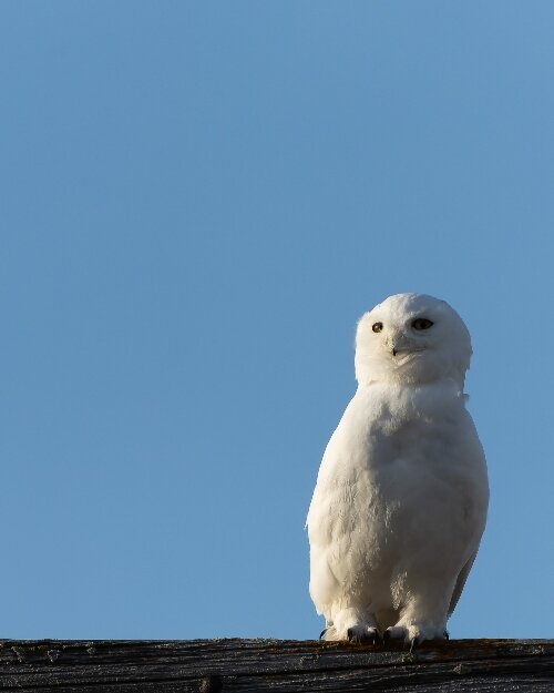 The COVID-19 pandemic fueled an interest in nature, including birdwatching. That's led to more people reporting seeing birds that many didn't think visited this part of Michigan, such as snowy owls and pelicans.