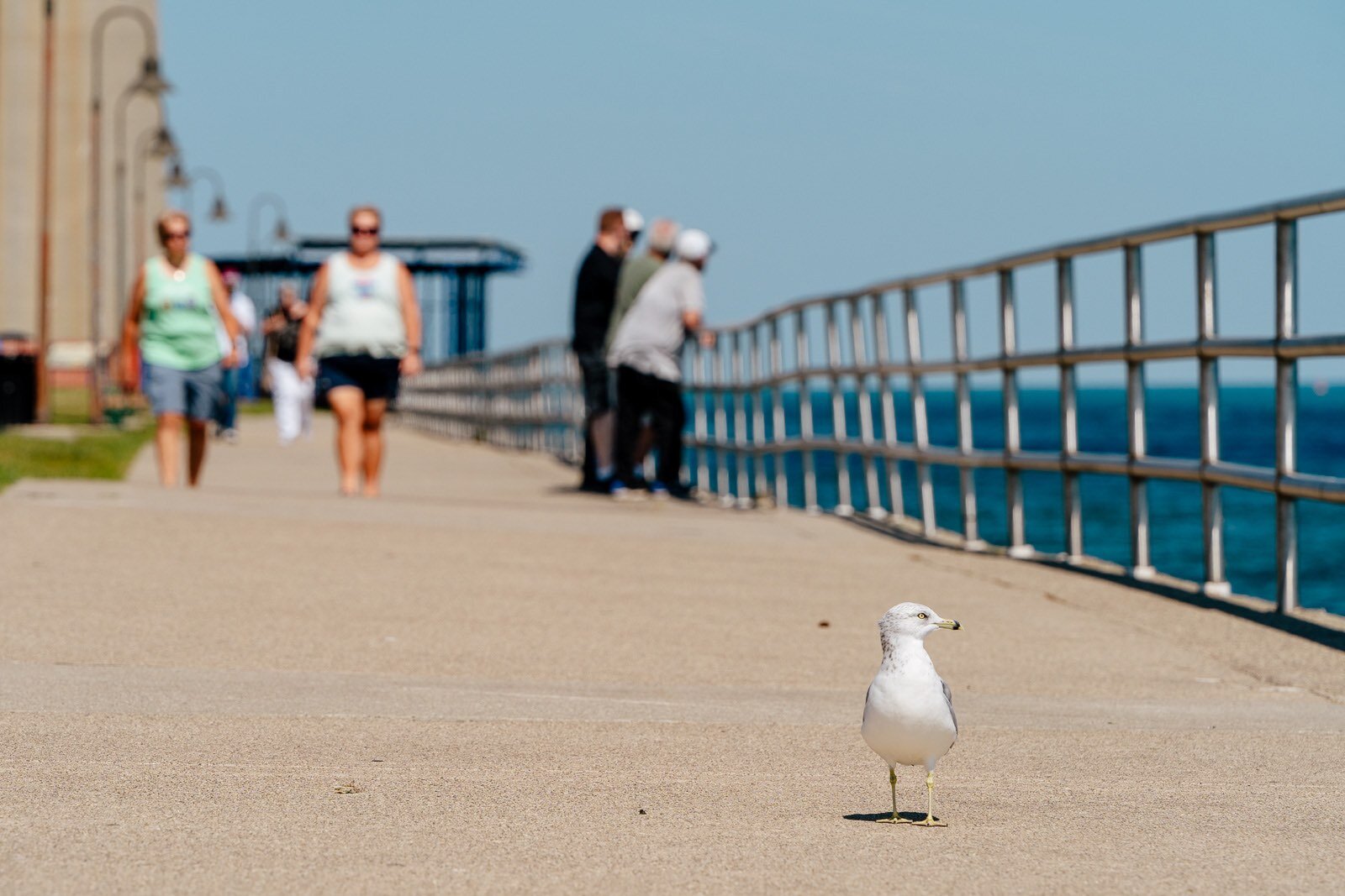 Winged and legged creatures welcome along the Bridge to Bay Trail