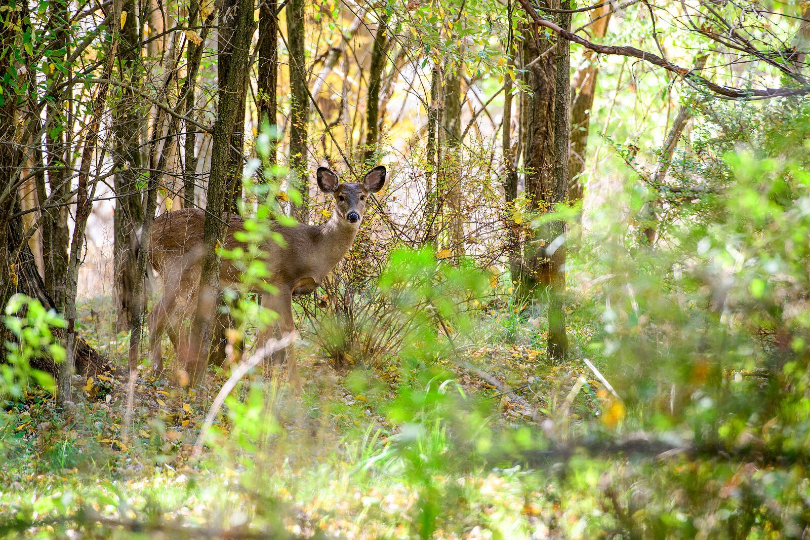 providing-quality-winter-deer-habitat-in-michigan-s-upper-peninsula