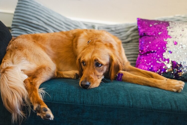 Pippa, a certified therapy dog, spends her days at Bay City Central High School alongside social worker Kati Loiselle. Pippa provides emotional support and other services for students and staff at the school.