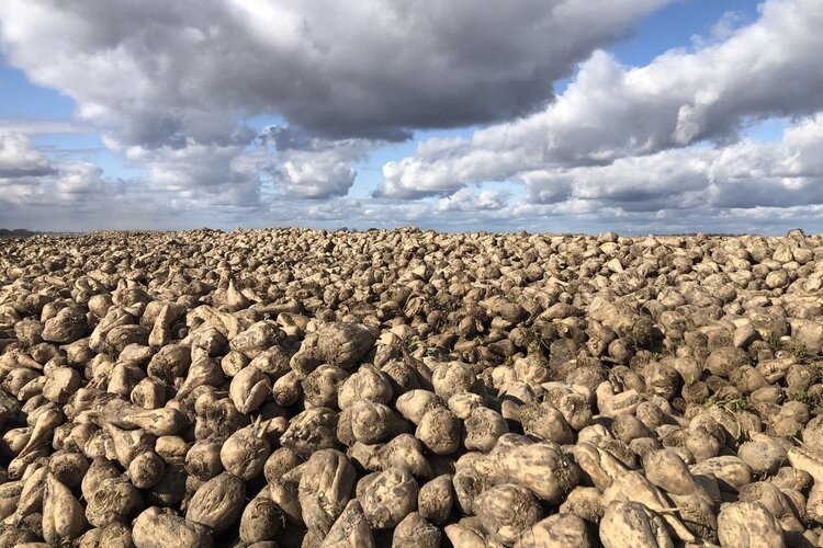 Every year, at four production facilities, Michigan Sugar Company turn tons of beets into 1 billion pounds of sugar. It's now investing $65 million in a new process to ramp up sugar production. (Photo courtesy of Michigan Sugar)