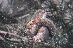 winter squirrel list