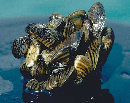 quiz-zebra-mussel-noaa-flickr (1).jpg