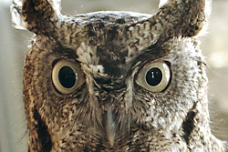 screech-owl-250