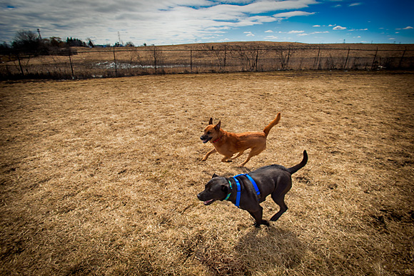 Swift Run Dog Park