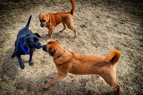 Swift Run Dog Park