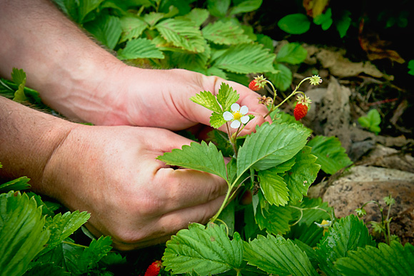 Alpine Strawberry