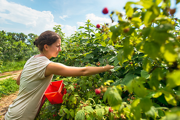 Picking Raspberries at Tantre Farm