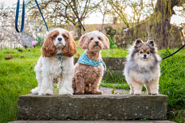 Westside dogs chilling out