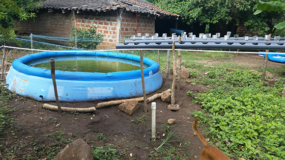 The Oasis Aquaponics system