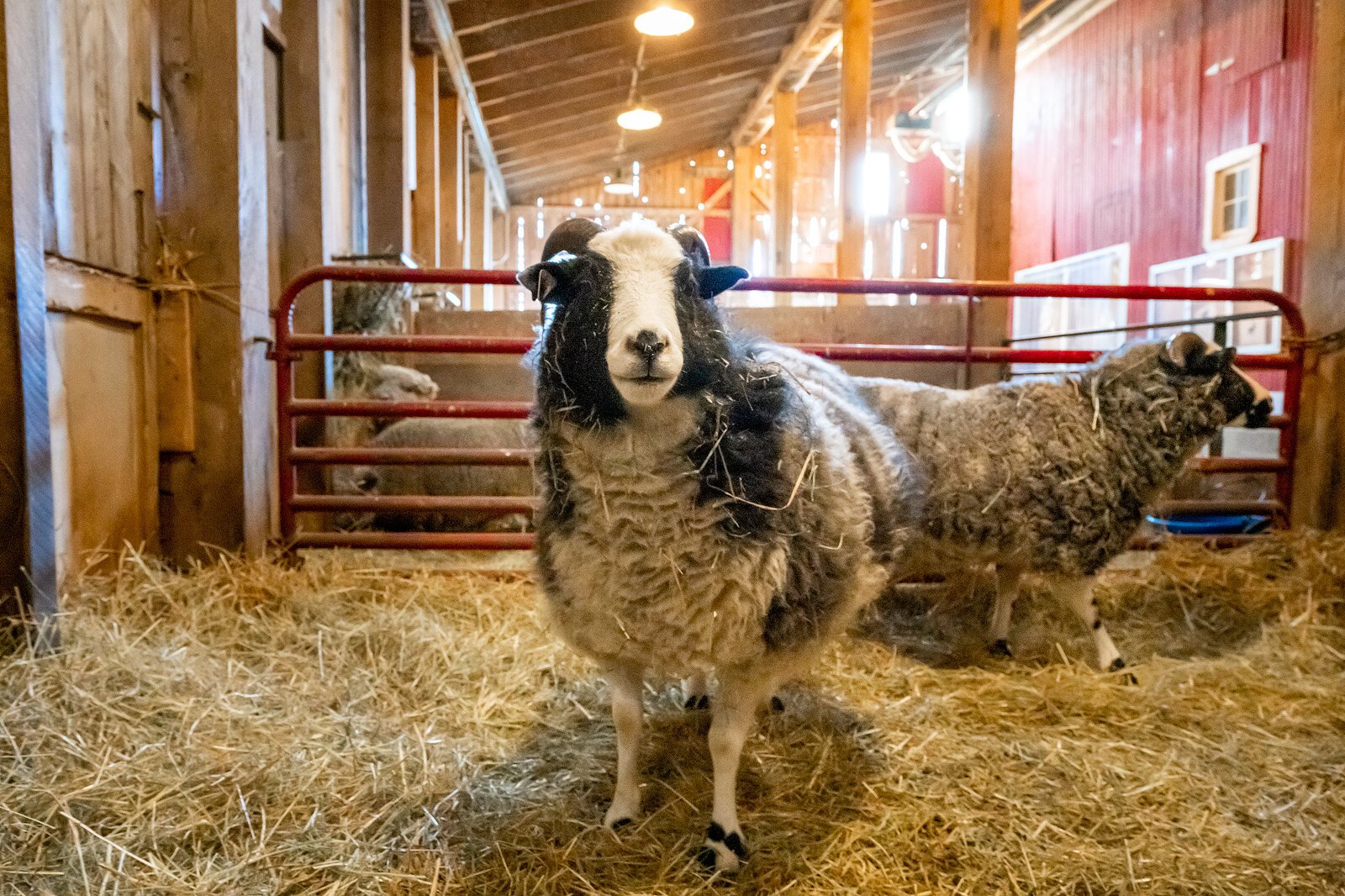 The Petting Farm at Domino's Farms.