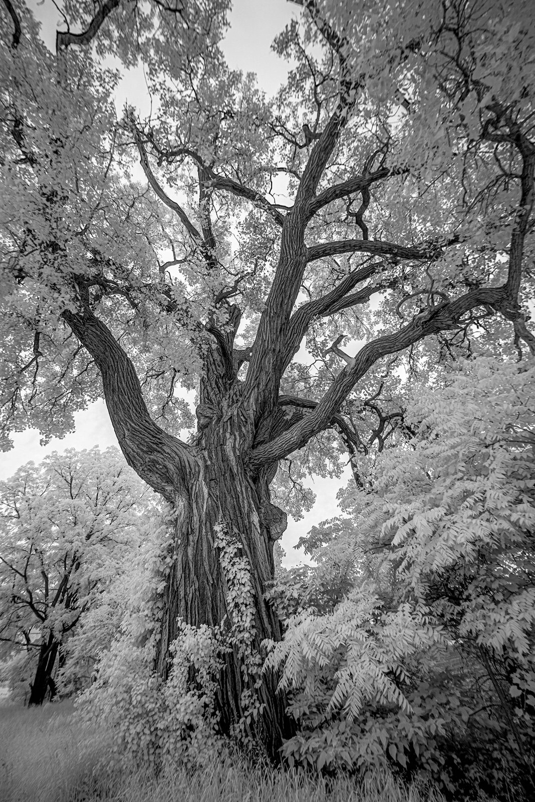 The eastern cottonwood at 3180 Braun Road in Saline.