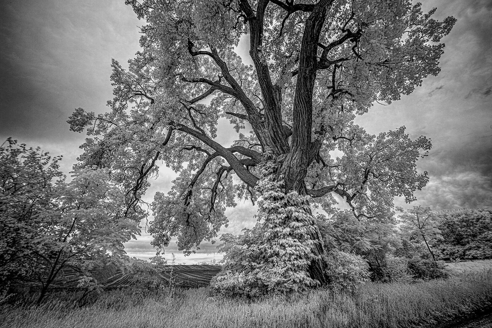 The eastern cottonwood at 3180 Braun Road in Saline.