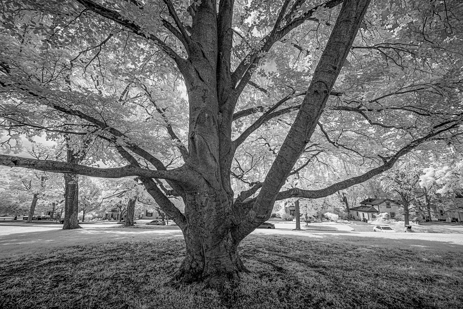 European beech at 600 N. River St. in Ypsilanti.