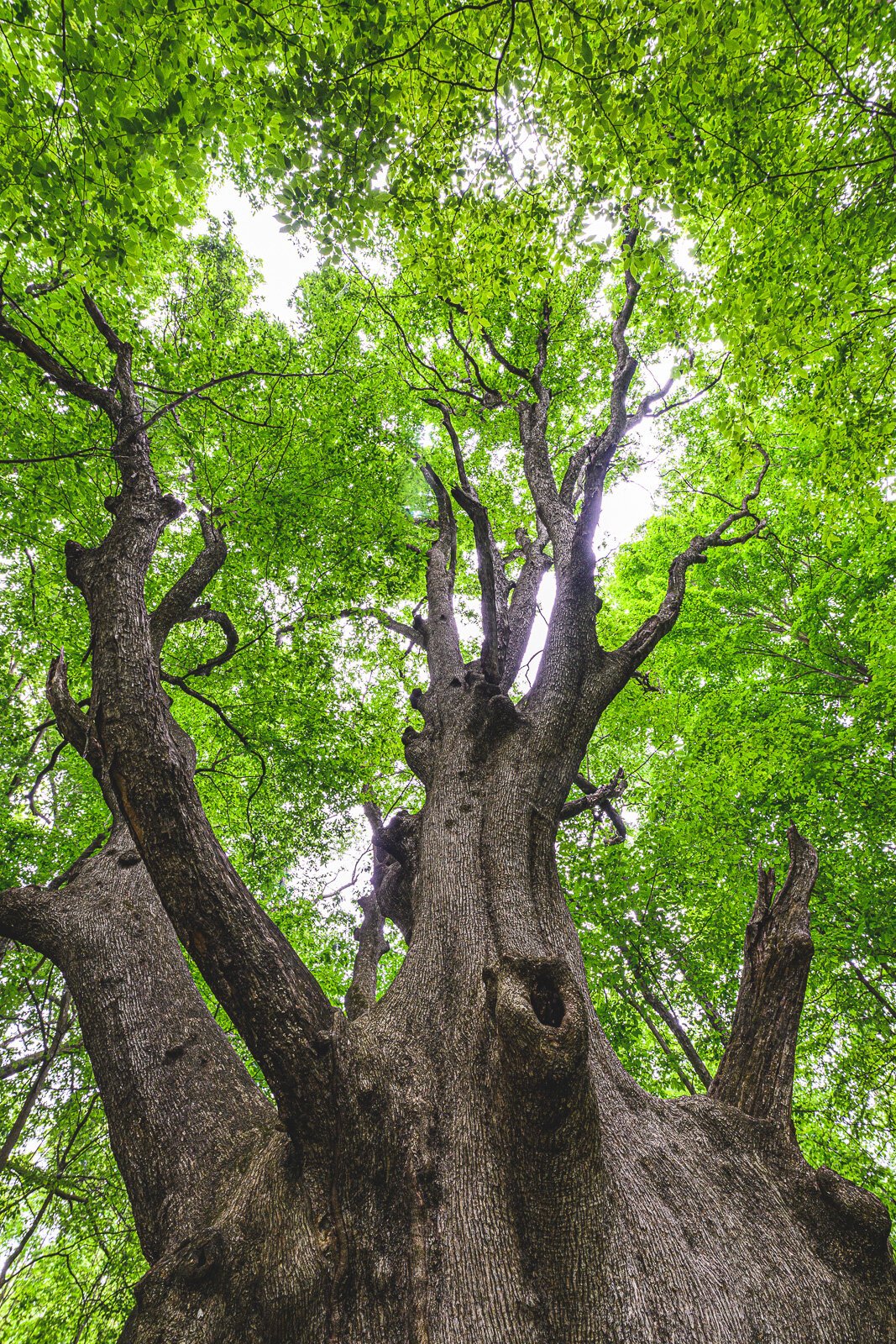 The national champion ironwood at Hewen’s Creek Park.