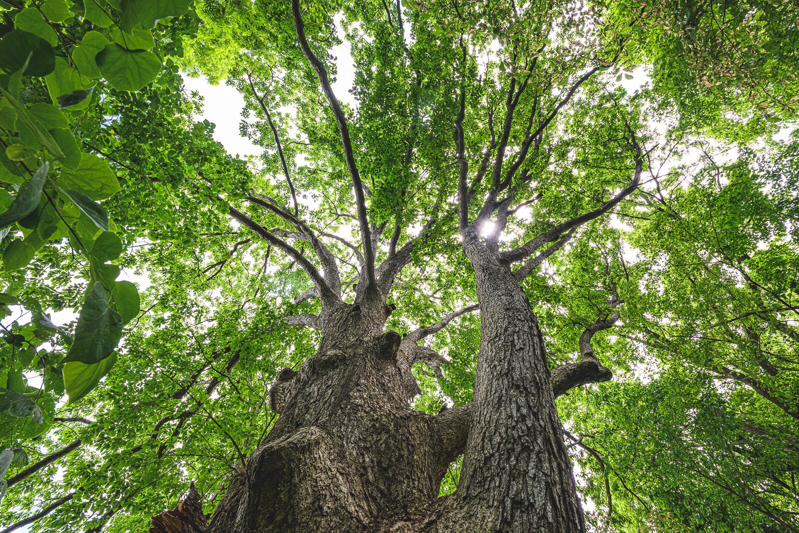 Chinkapin Oak at Wurster Park.