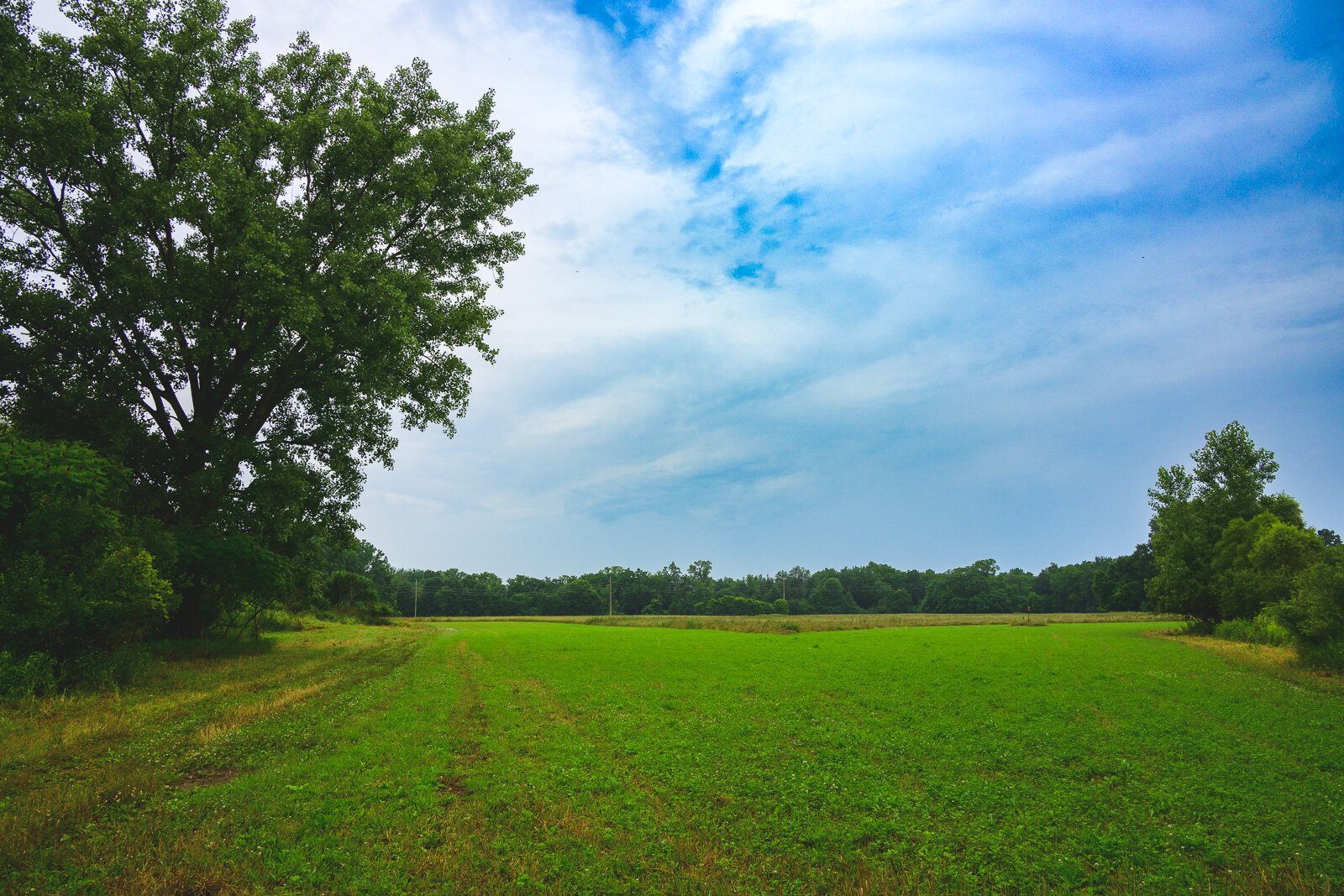 Kristen Muehlhauser of Raindance Organic Farm's farmland in Northfield Township.