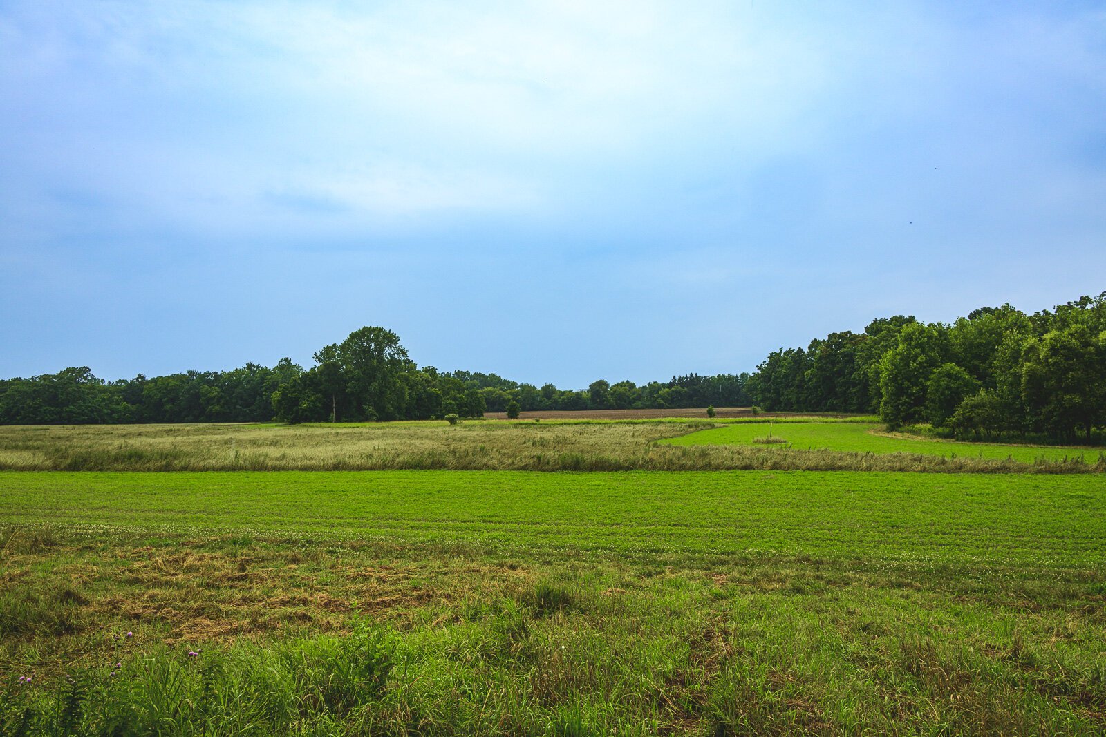 Kristen Muehlhauser of Raindance Organic Farm's farmland with Matt Demmon of Feral Flora's farm land in the background in Northfield Township.