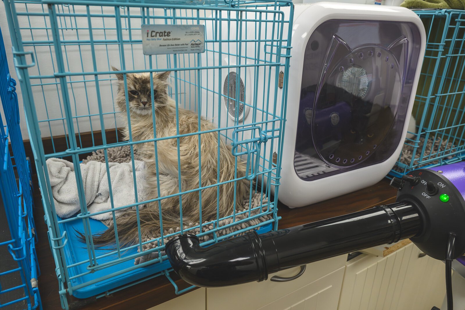 Cats being groomed at Mitten's Pets.