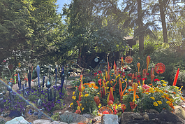 Larry Nisson's Ann Arbor garden.