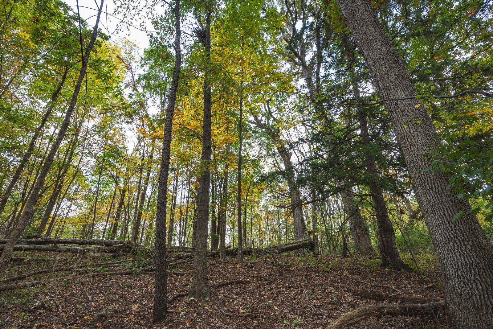 Janice Anschuetz Highland Preserve.