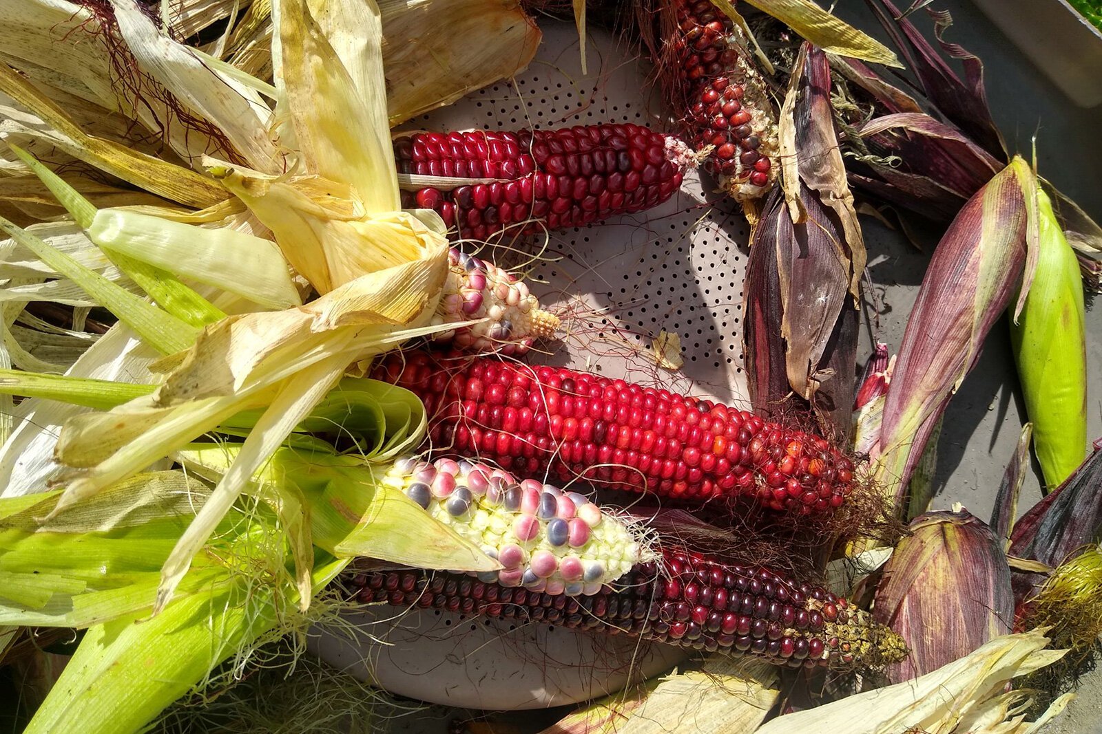 Flint corn from Jasper Gary-Bey's Alley Garden.