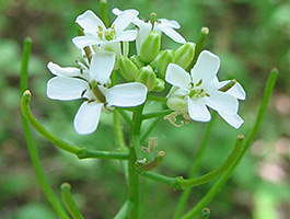 garlicmustard