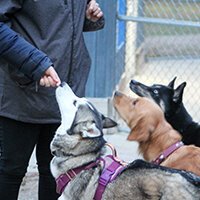 Three Dogs Play at Hannah's Bark Park in Mt. Pleasant, Michigan