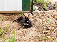 HopeWell Ranch Bunny Barn