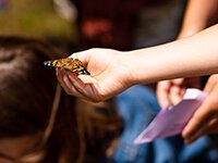 Butterflies in the Park