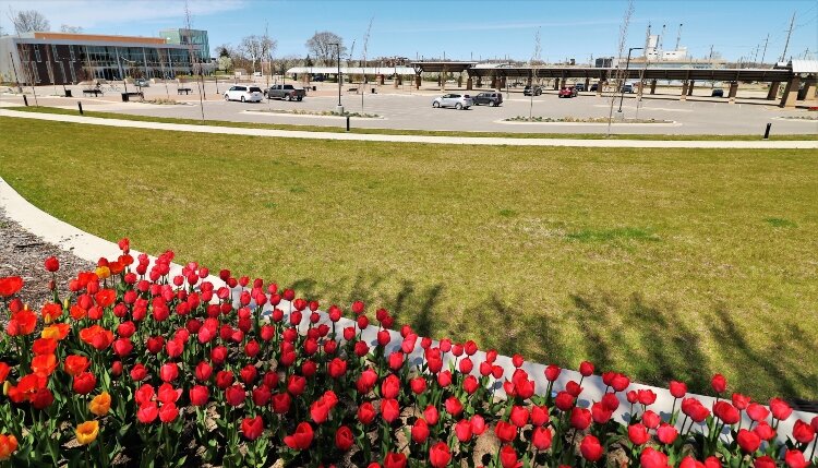 A gorgeous bed of tulips overlooks empty Civic Center parking lots that would normally be filled with festival games and carnivals for kids and adults.