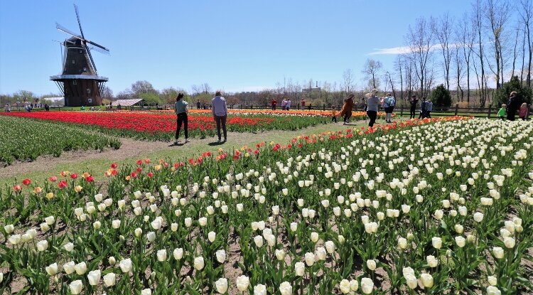 The tulips far outnumbered the trickle of visitors to the park when compared to other festival years.