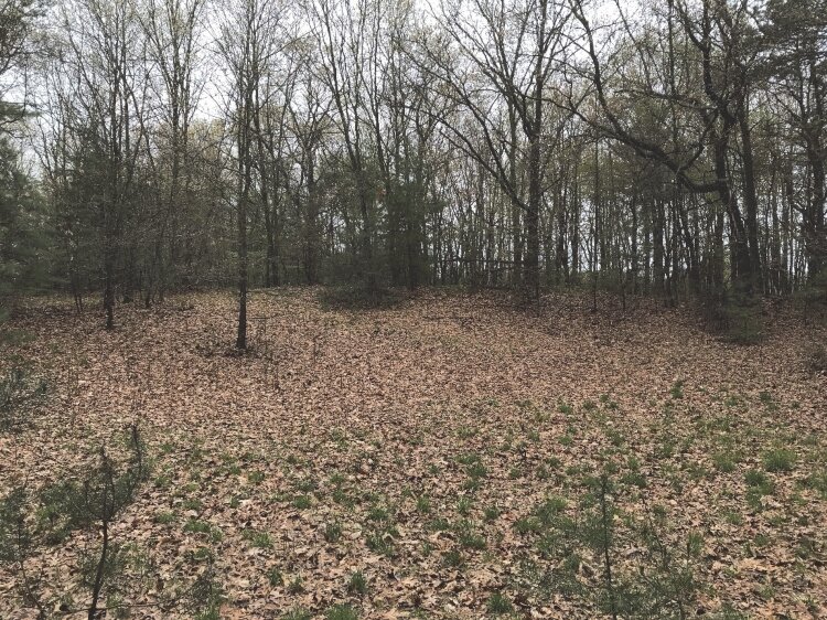 This wooded land near the Grand Haven Memorial Airpark could be redeveloped into homes. 