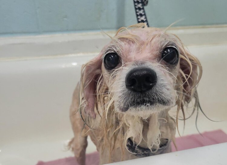 The Allegan County Animal Shelter is exploring operational and facility improvement.