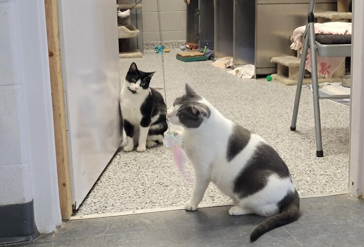 The licensing and expansion of Wishbone House as a cat adoption center has increased the number of cats transferred from the shelter.