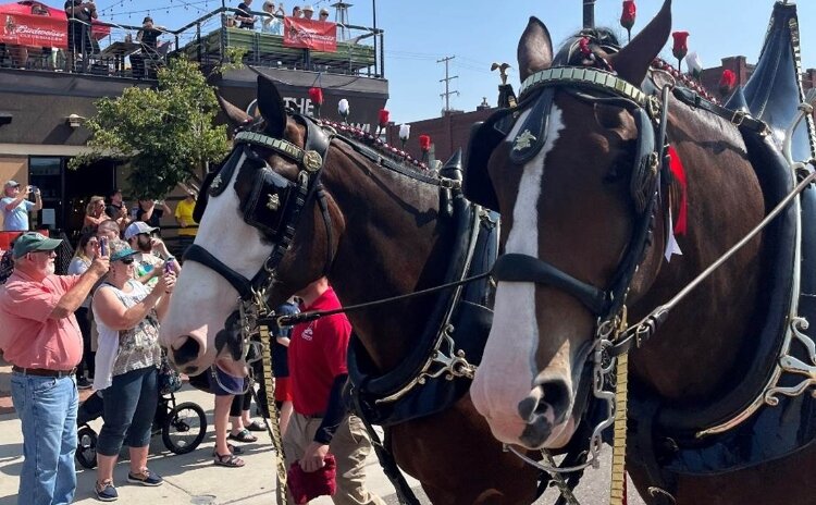 The famous Budweiser Clydesdales were a crowd favorite during their visit to Muskegon.