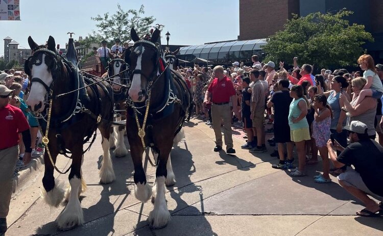 The famous Budweiser Clydesdales came to Muskegon. 