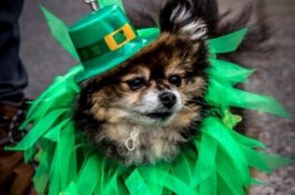 St. Patrick’s Day is here, and several Lakeshore communities are hosting celebrations in honor of the Celtic saint, including the Erin — Go — Bark Parade in Douglas on March 8.